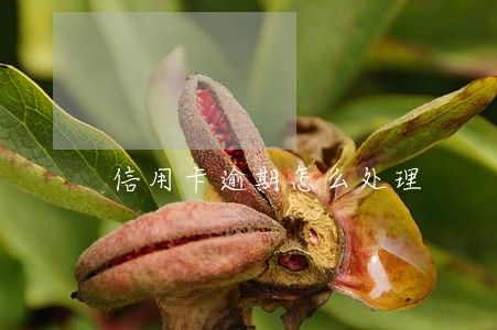 信用卡逾期怎么处理 